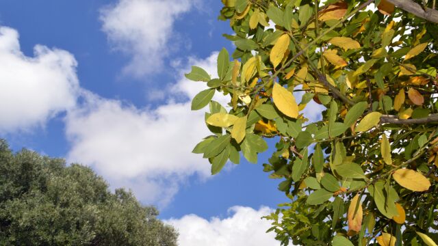 El motivo desconocido por el que siempre debe haber plantado laurel en el jardín