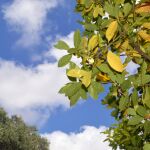 El motivo desconocido por el que siempre debe haber plantado laurel en el jardín