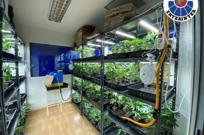 Dos detenidos y varios cultivos de marihuana desmantelados en Astigarraga y Hernani 