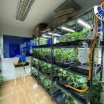 Dos detenidos y varios cultivos de marihuana desmantelados en Astigarraga y Hernani 