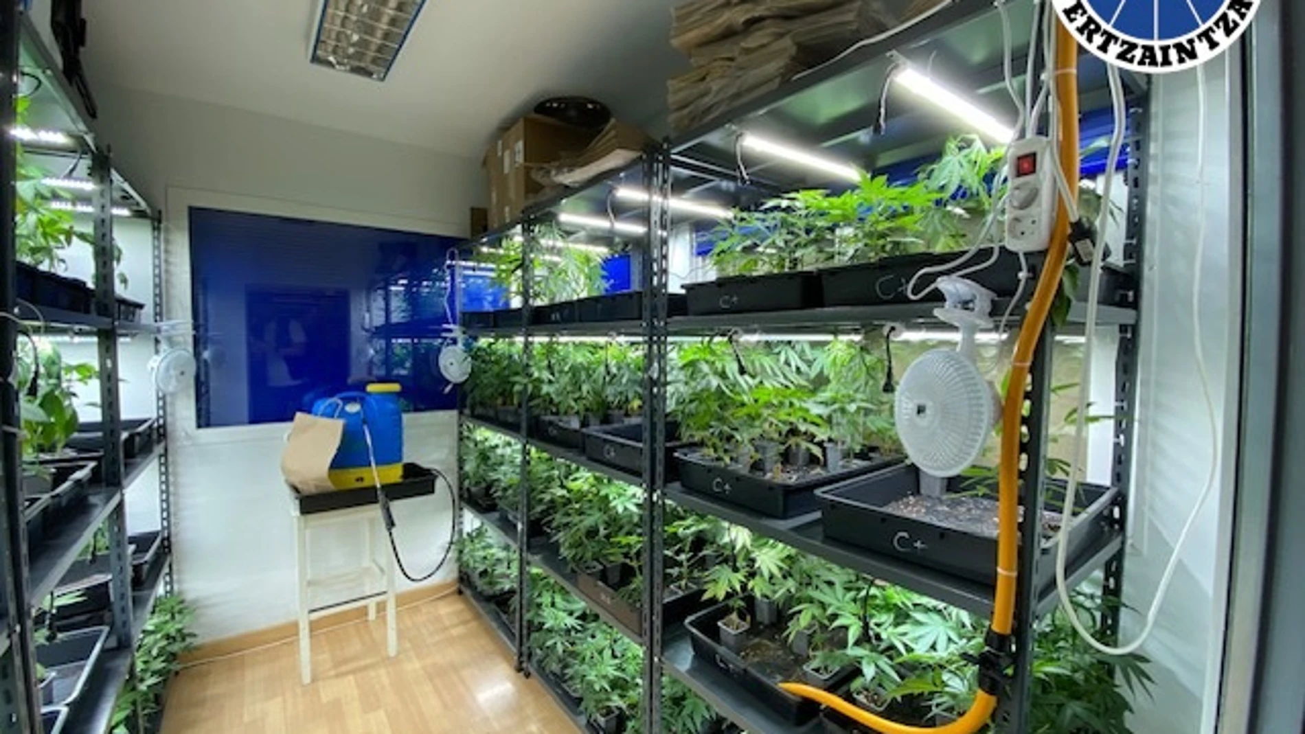 Dos detenidos y varios cultivos de marihuana desmantelados en Astigarraga y Hernani