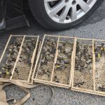 Los 83 jilgueros estaban escondidos en un coche para transportalos en ferry desde Alicante hasta Argelia