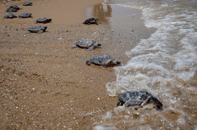 Las 21 crías de tortugas de El Saler ya nadan libres en el mar