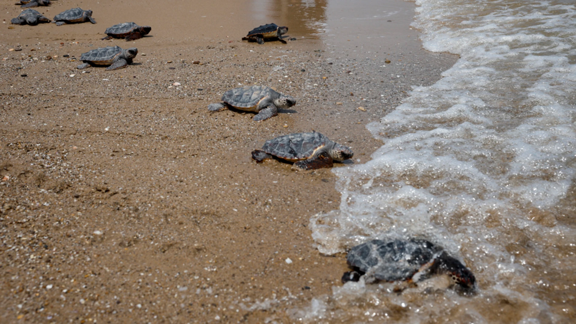 Las 21 crías de tortugas de El Saler ya nadan libres en el mar