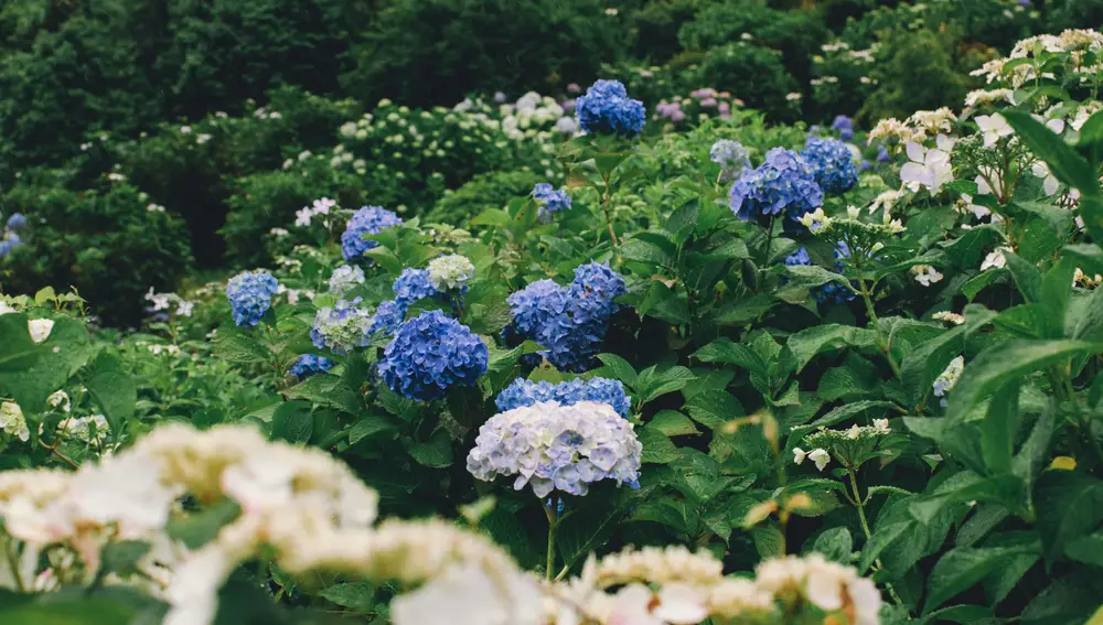El error silencioso que podría arruinar tu jardín en los próximos veranos