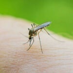 Así puedes ahuyentar a los mosquitos de forma natural en casa