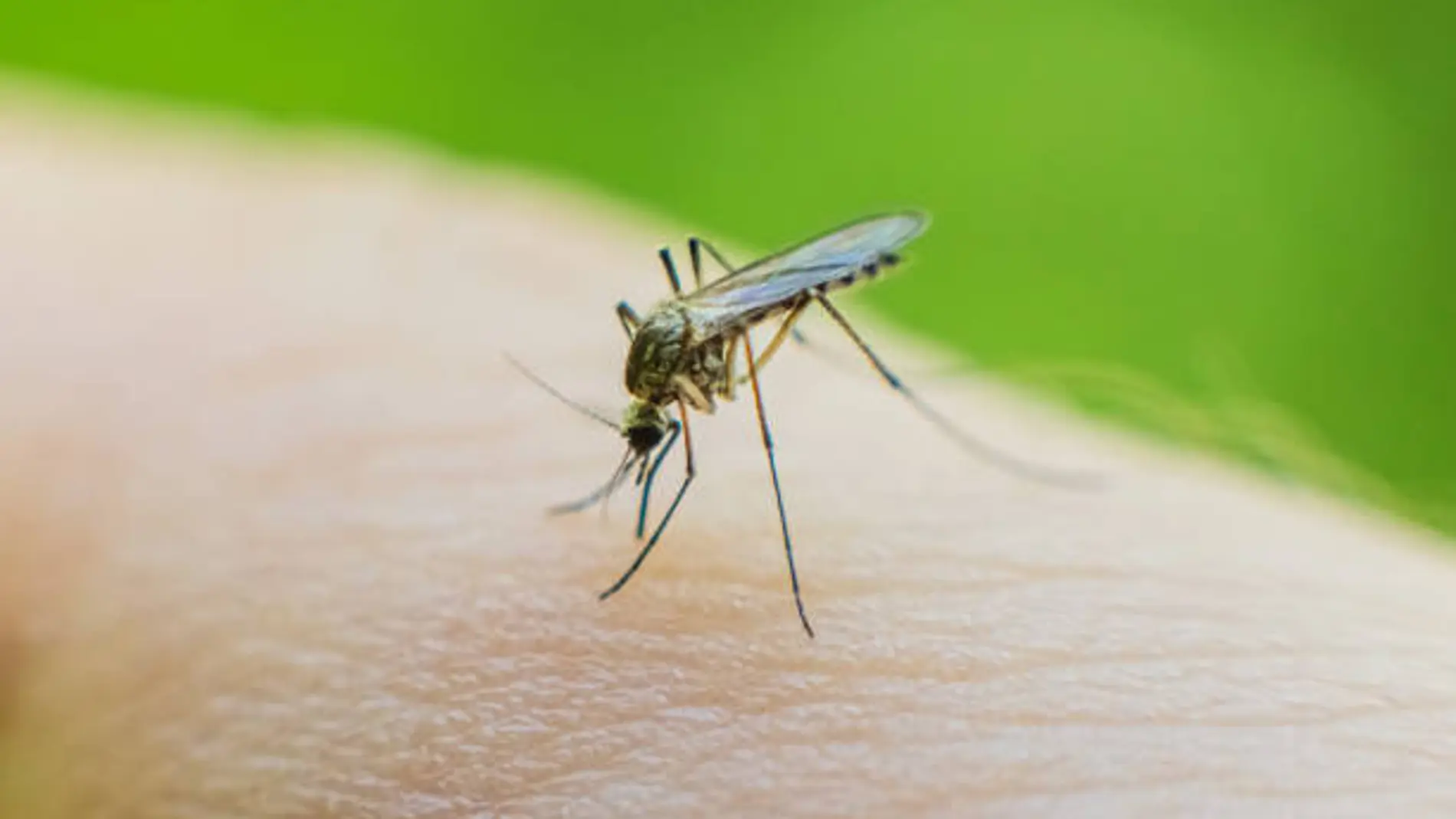 Así puedes ahuyentar a los mosquitos de forma natural en casa