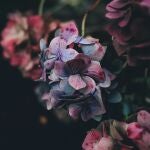 Se les pide a los jardineros que dejen de plantar hortensias debido al asesino silencioso