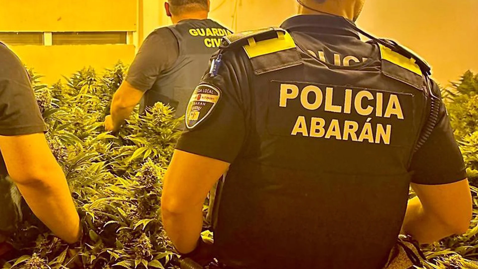 MURCIA.-Sucesos.- Desmantelan en Abarán (Murcia) un invernadero destinado al cultivo intensivo y continuo de marihuana