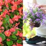 Las 12 plantas perfectas para balcones o jardines pequeños