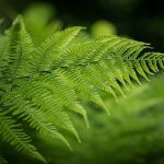 La planta que nunca deberías tener en tu jardín: atrae a las garrapatas
