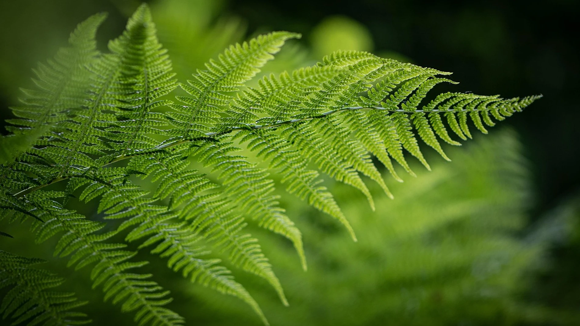 La planta que nunca deberías tener en tu jardín: atrae a las garrapatas