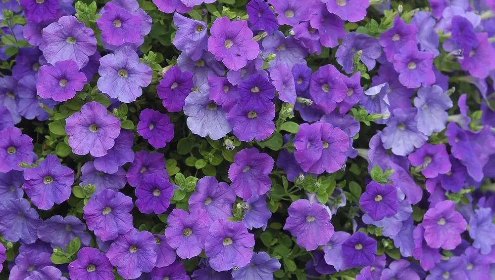 Petunias