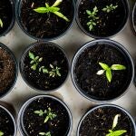 El ingrediente casero que está revolucionando la forma de cuidar tus plantas