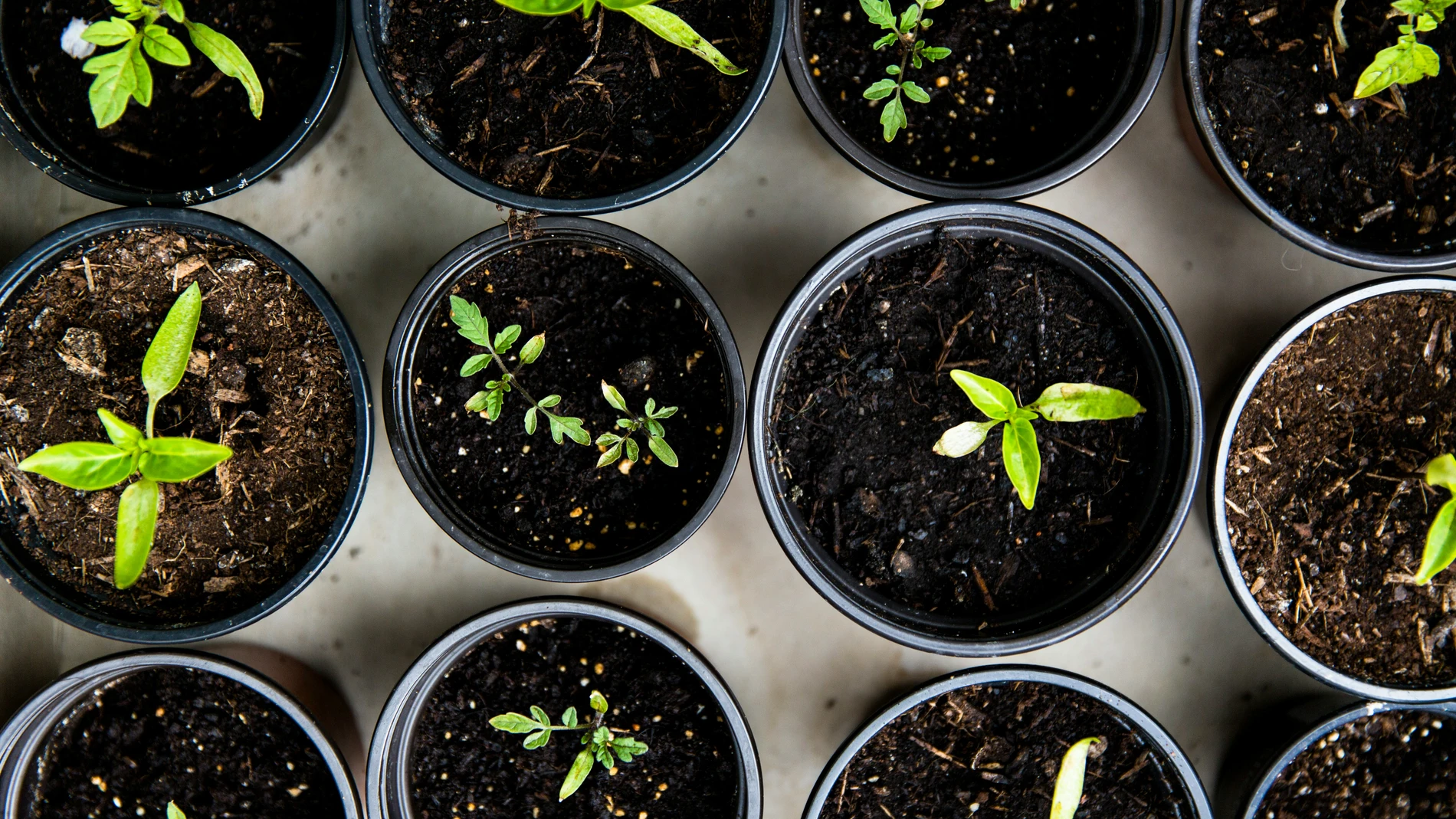El ingrediente casero que está revolucionando la forma de cuidar tus plantas
