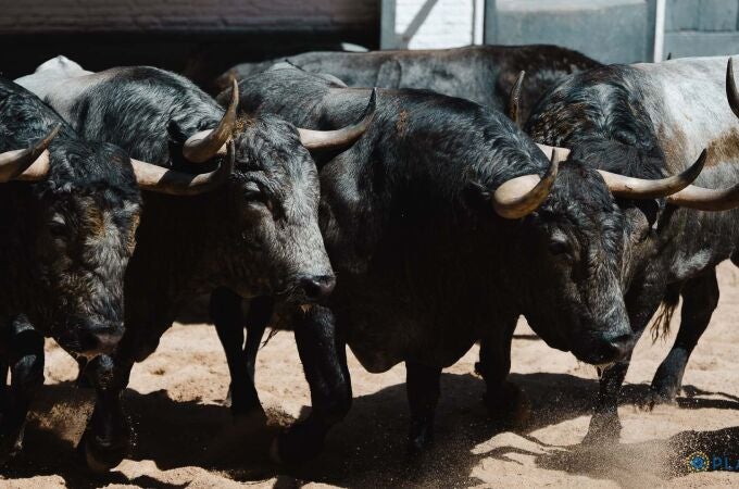 Estos son los temidos toros de Adolfo Martín para la tarde de este sábado en Las Ventas