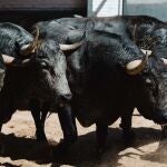 Estos son los temidos toros de Adolfo Martín para la tarde de este sábado en Las Ventas