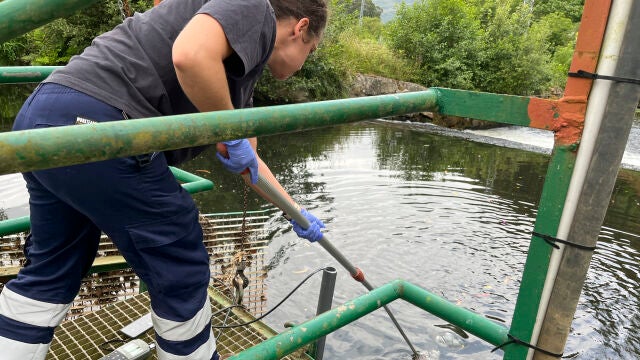 Un vertido de purín afecta al río Landra en Viveiro (Lugo)