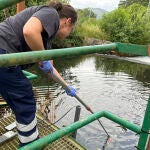 Un vertido de purín afecta al río Landra en Viveiro (Lugo)