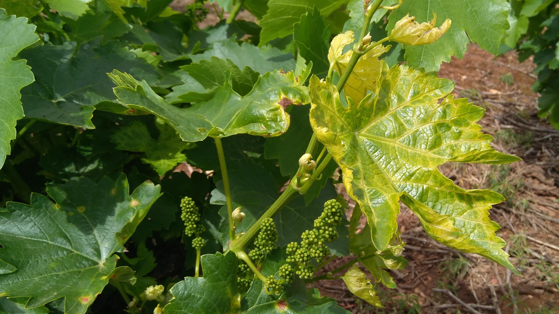 Viñas de la D.O. Bierzo afectadas