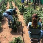 Aprehensión de plantas de marihuana en una finca de Vélez de Benaudalla (Granada)