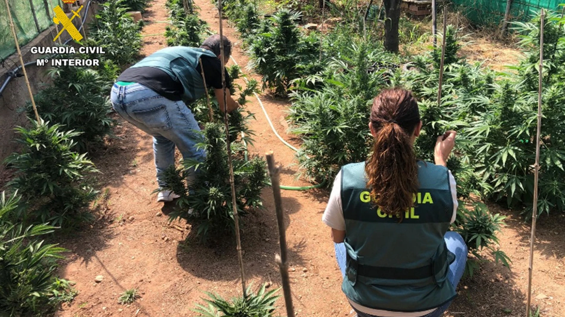 Aprehensión de plantas de marihuana en una finca de Vélez de Benaudalla (Granada).REMITIDA / HANDOUT por Guardia CivilFotografía remitida a medios de comunicación exclusivamente para ilustrar la noticia a la que hace referencia la imagen, y citando la procedencia de la imagen en la firma07/06/2025