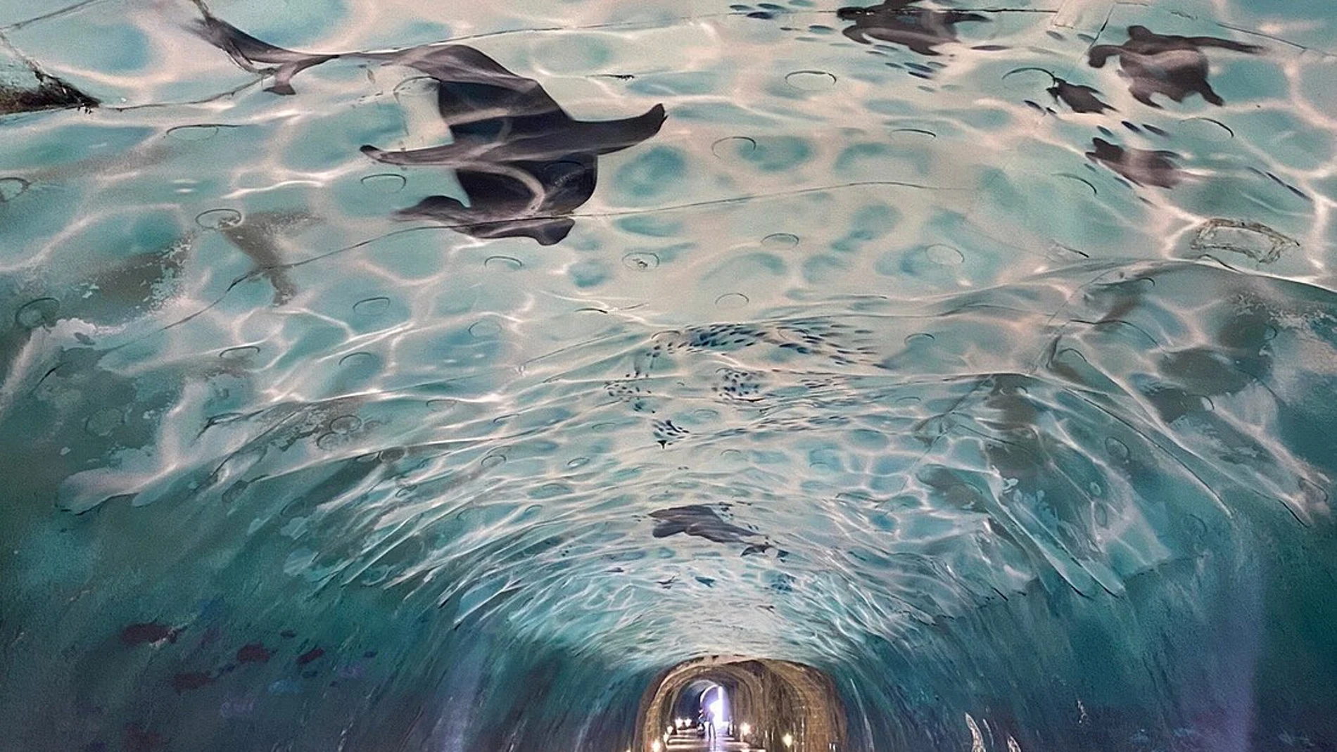 De túnel oscuro a acuario submarino, así es esta maravilla que han creado en Cantabria