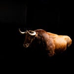 Estos son los imponentes toros de Juan Pedro Domecq para la corrida más importante del año