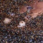 Tembladera oculta en el arenal de la bahía de Portmán