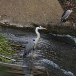 Un par de garzas en Castilla y León