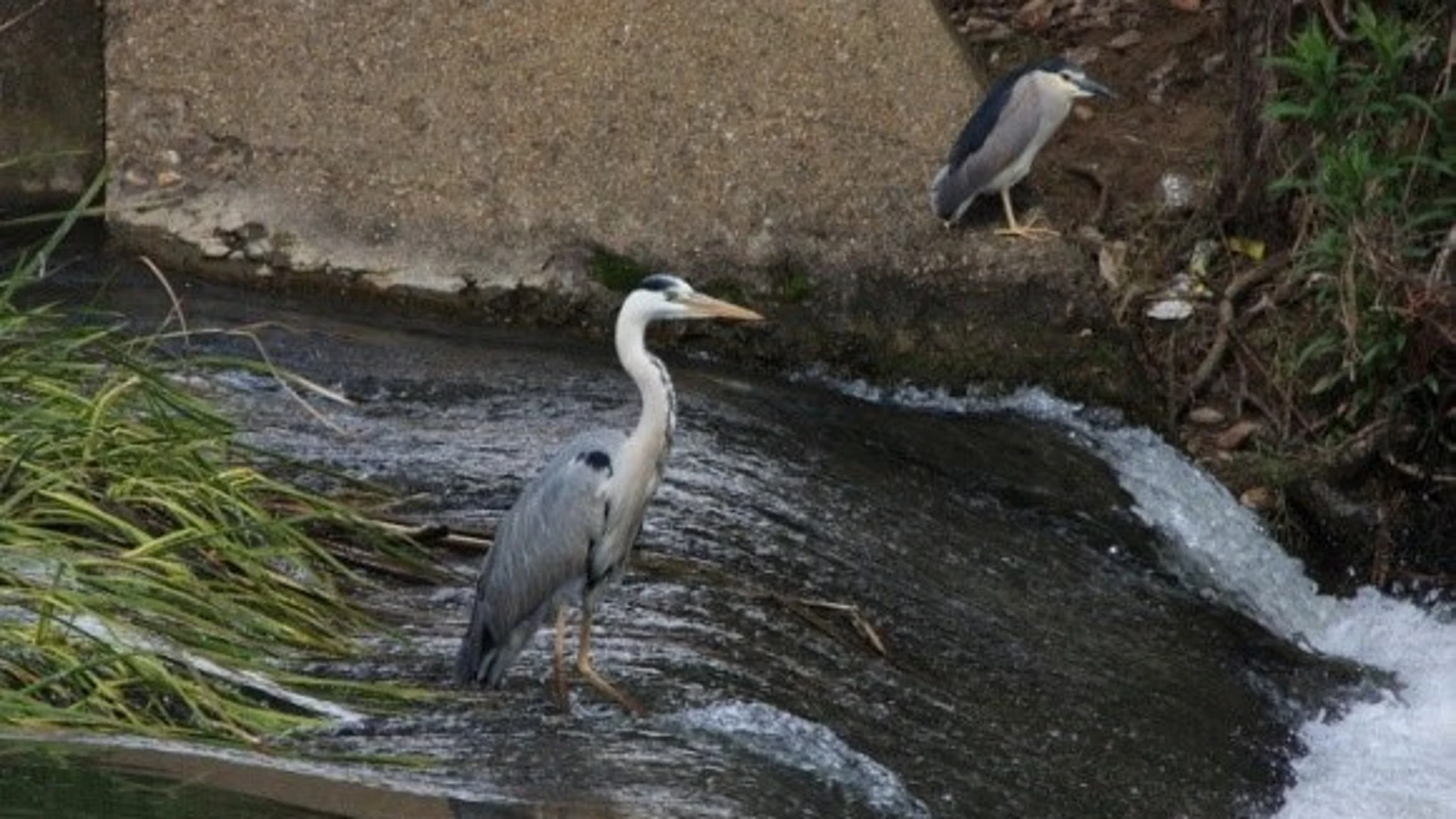 Un par de garzas en Castilla y León