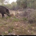 Jabalí en la zona del Parque Regional de Sierra Espuña
