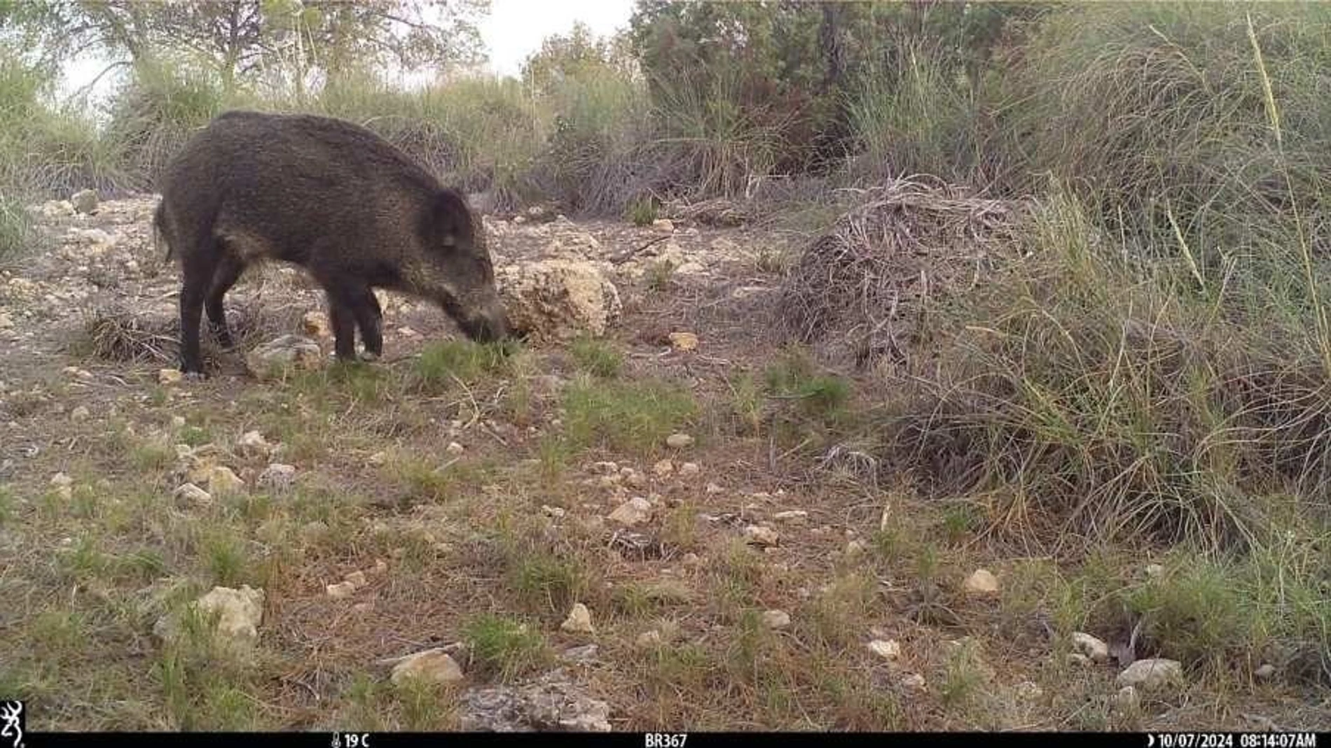 Jabalí en la zona del Parque Regional de Sierra Espuña