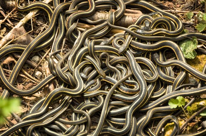 Ofrecen hasta 9.000 euros a quien capture serpientes gigantes que amenazan la fauna local