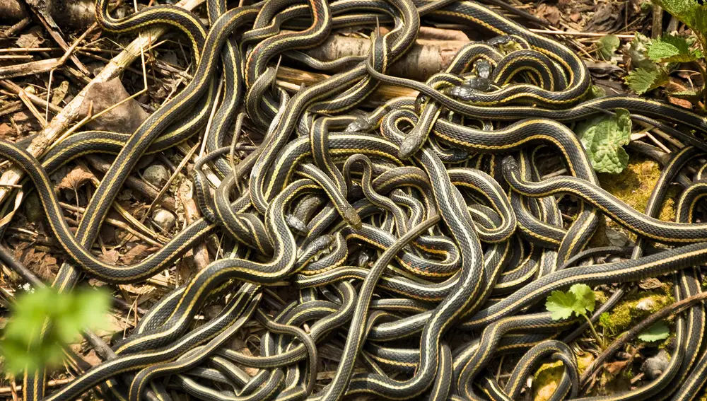 Ofrecen hasta 9.000 euros a quien capture serpientes gigantes que amenazan la fauna local