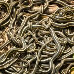 Ofrecen hasta 9.000 euros a quien capture serpientes gigantes que amenazan la fauna local