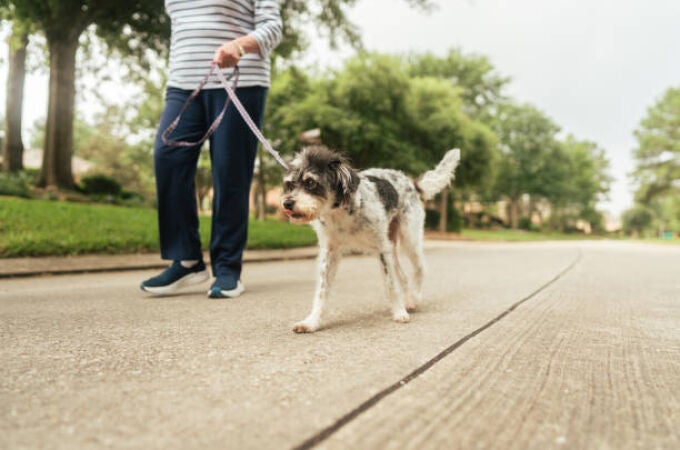 Cómo saber si hace demasiado calor para poder pasear a tu perro 