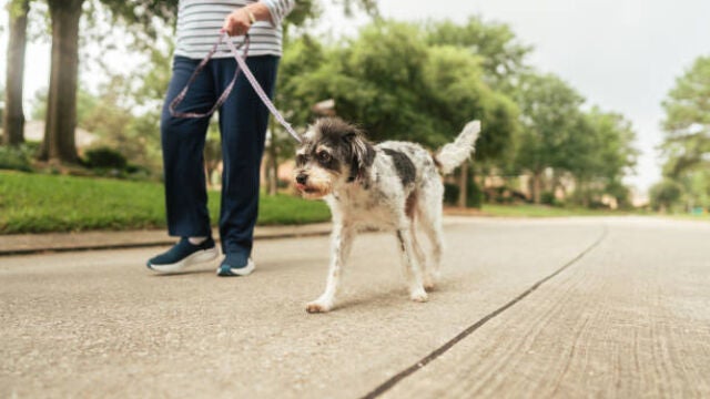 Cómo saber si hace demasiado calor para poder pasear a tu perro 