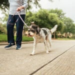 Cómo saber si hace demasiado calor para poder pasear a tu perro 
