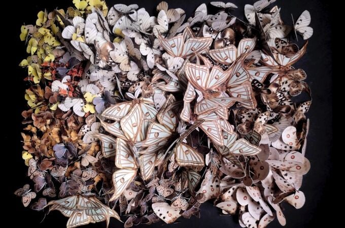 El Botánico expone 'En extinción. Lepidóptera', un montaje que alerta de la desaparición de especies de insectos
