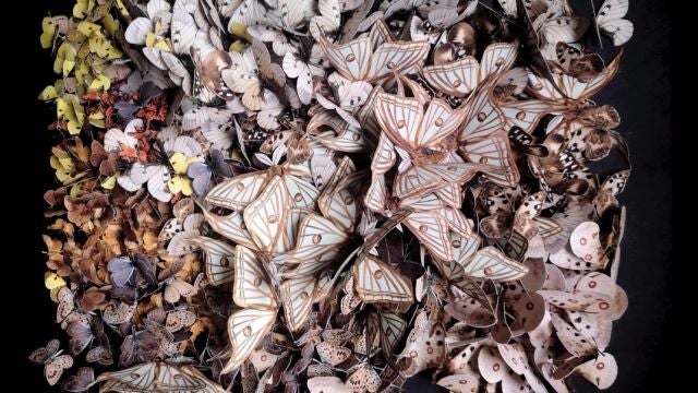 El Botánico expone 'En extinción. Lepidóptera', un montaje que alerta de la desaparición de especies de insectos