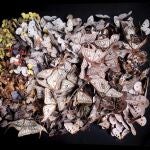 El Botánico expone 'En extinción. Lepidóptera', un montaje que alerta de la desaparición de especies de insectos