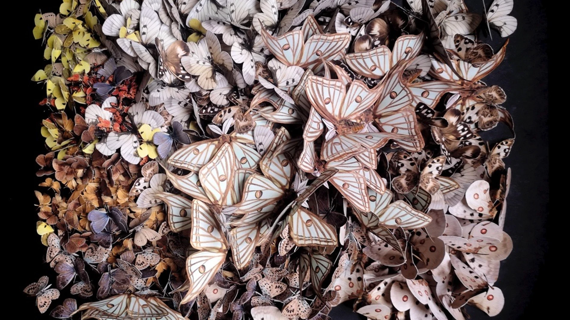 Una de las piezas expuestas en el Real Jardín Botánico en 'En extinción. Lepidóptera', REMITIDA / HANDOUT por RJB Fotografía remitida a medios de comunicación exclusivamente para ilustrar la noticia a la que hace referencia la imagen, y citando la procedencia de la imagen en la firma 10/06/2025