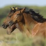 La vacuna del VNO en caballos no es obligatoria por lo que no hay registros oficiales de cuántos se han inmunizado