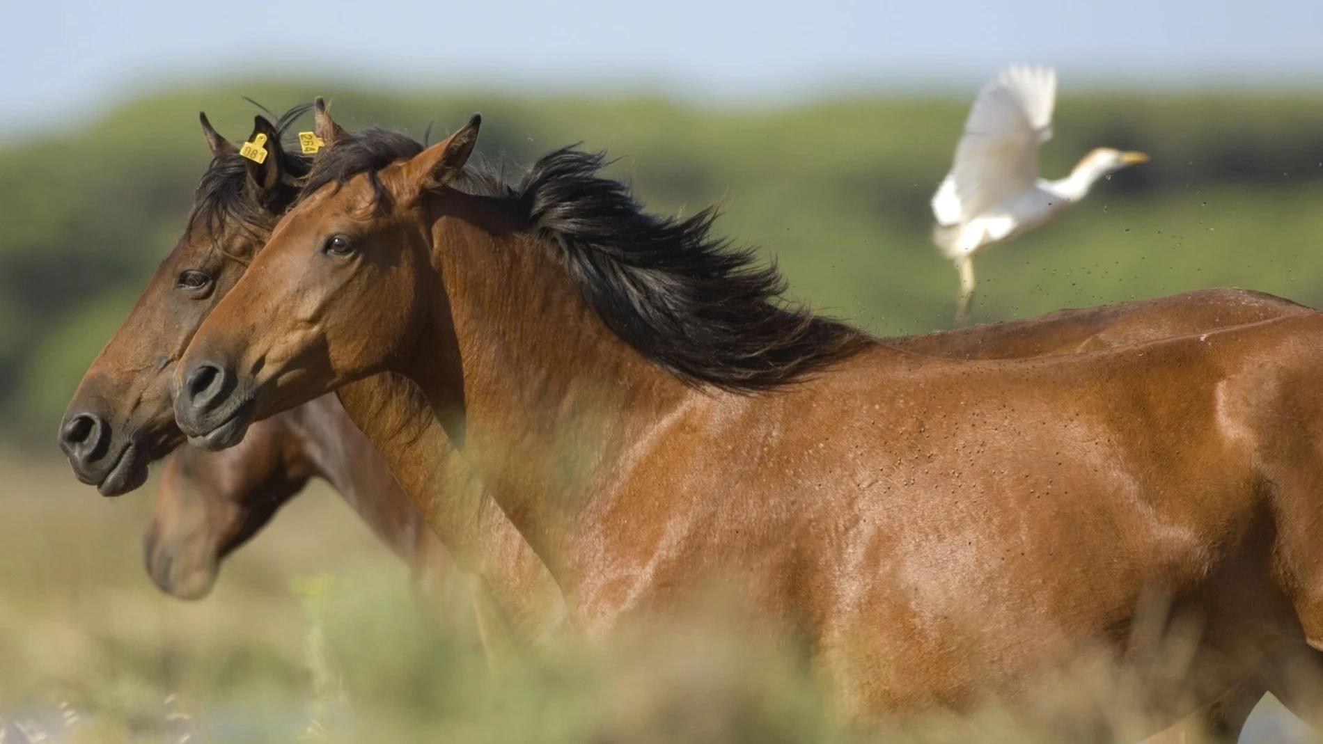 La vacuna del VNO en caballos no es obligatoria por lo que no hay registros oficiales de cuántos se han inmunizado