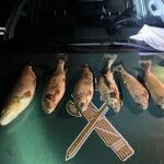 La Guardia Civil de Ávila investiga a dos personas por pesca furtiva en la Laguna de Galín Gómez