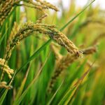 ¿Quieres plantar arroz en tu casa? Así debes hacerlo según los expertos