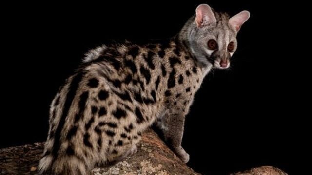 El animal exótico de Ibiza que ama los higos y que casi nadie ha visto: es una especie amenazada