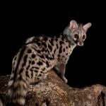 El animal exótico de Ibiza que ama los higos y que casi nadie ha visto: es una especie amenazada