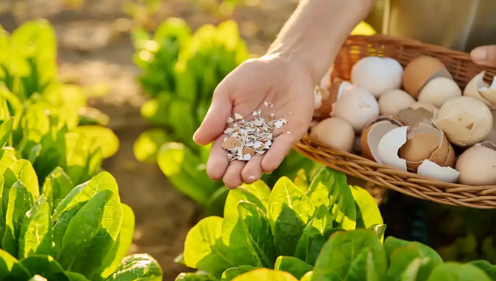 Guarda las cáscaras de los huevos: el sencillo método con el que puedes proteger tus plantas